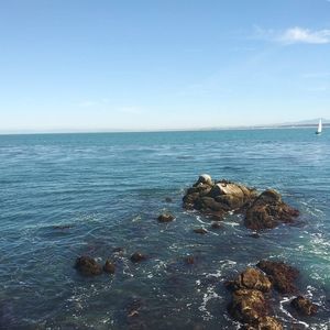 Meet your Posher, Martha